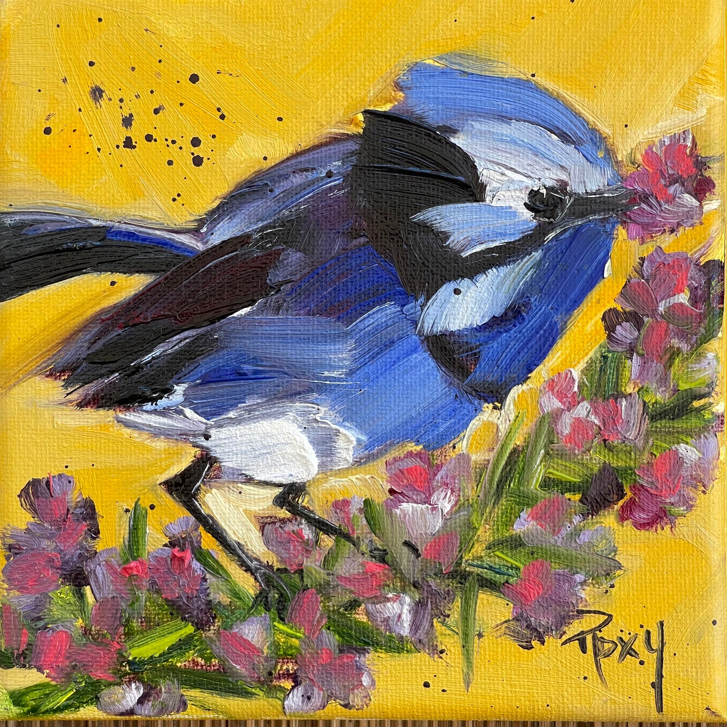 Splendid Fairy Wren with Rosemary